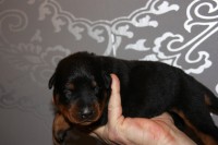 /album/pups/a2e-nestje-dag-11-012-jpg/